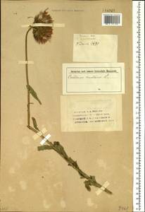 Carduus nutans L., Siberia, Western (Kazakhstan) Altai Mountains (S2a) (Kazakhstan)