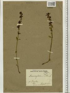 Dracocephalum nutans L., Siberia, Baikal & Transbaikal region (S4) (Russia)