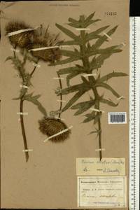 Lophiolepis serrulata (M. Bieb.) Del Guacchio, Bures, Iamonico & P. Caputo, Eastern Europe, Central forest-and-steppe region (E6) (Russia)