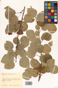 Populus tremula L., Siberia, Chukotka & Kamchatka (S7) (Russia)