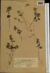 Corydalis fumariifolia Maxim., Siberia, Russian Far East (S6) (Russia)
