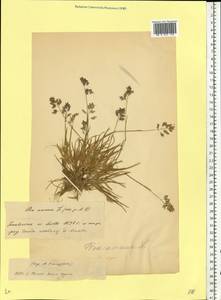 Poa annua L., Eastern Europe, Belarus (E3a) (Belarus)