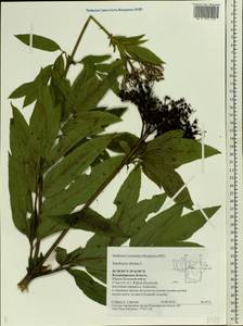 Sambucus ebulus L., Eastern Europe, Central region (E4) (Russia)
