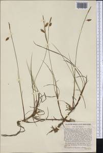 Carex limosa L., America (AMER) (United States)