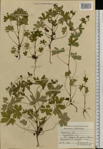 Geranium bohemicum L., Eastern Europe, Moscow region (E4a) (Russia)