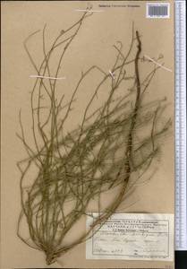 Chondrilla ambigua Fisch. ex Kar. & Kir., Middle Asia, Caspian Ustyurt & Northern Aralia (M8) (Kazakhstan)