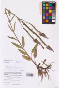 Veronica barrelieri H. Schott ex Roem. & Schult., Eastern Europe, Lower Volga region (E9) (Russia)