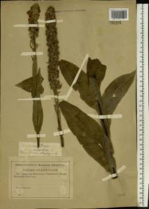 Verbascum thapsus L., Eastern Europe, North-Western region (E2) (Russia)