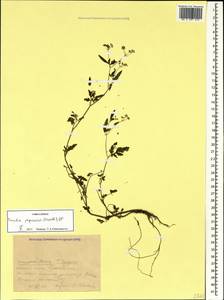 Torilis japonica (Houtt.) DC., Caucasus, Krasnodar Krai & Adygea (K1a) (Russia)