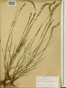 Eragrostis, Africa (AFR) (Ethiopia)