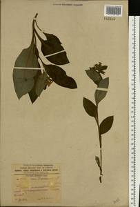 Pulmonaria obscura Dumort., Eastern Europe, South Ukrainian region (E12) (Ukraine)
