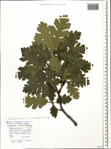 Quercus dalechampii Ten., Caucasus, Stavropol Krai, Karachay-Cherkessia & Kabardino-Balkaria (K1b) (Russia)