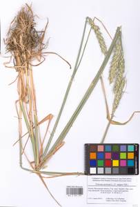 Triticum aestivum L., Eastern Europe, Moscow region (E4a) (Russia)