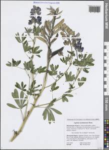 Lupinus nootkatensis Donn ex Sims, Eastern Europe, Northern region (E1) (Russia)