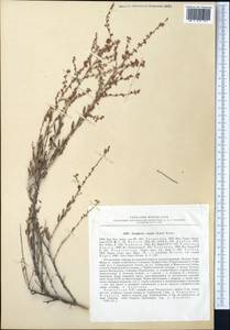 Atraphaxis virgata (Regel) Krasn., Middle Asia, Western Tian Shan & Karatau (M3) (Kyrgyzstan)