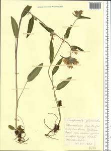 Campanula glomerata L., Eastern Europe, North-Western region (E2) (Russia)