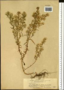 Symphyotrichum ciliatum (Ledeb.) G. L. Nesom, Siberia, Altai & Sayany Mountains (S2) (Russia)
