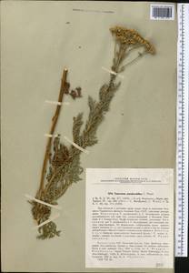 Lepidolopsis pseudoachillea (C. Winkl.) P. Poljakov, Middle Asia, Western Tian Shan & Karatau (M3) (Kazakhstan)