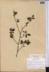 Rhus aromatica var. serotina (Greene) Rehd., America (AMER) (United States)