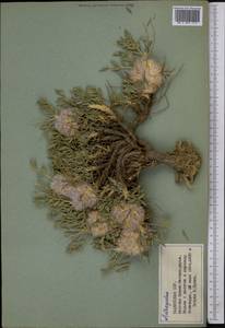Astragalus, Middle Asia, Pamir & Pamiro-Alai (M2) (Tajikistan)
