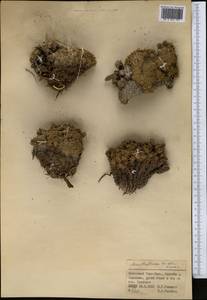 Acantholimon borodinii Krasn., Middle Asia, Northern & Central Tian Shan (M4) (Kyrgyzstan)