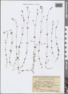 Galium palustre L., Caucasus, Georgia (K4) (Georgia)