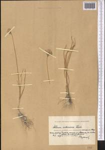 Allium inderiense Fisch. ex Bunge, Middle Asia, Caspian Ustyurt & Northern Aralia (M8) (Kazakhstan)