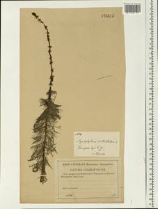 Myriophyllum verticillatum L., Eastern Europe, Central forest region (E5) (Russia)