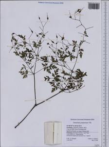 Geranium purpureum Vill., Western Europe (EUR) (Germany)