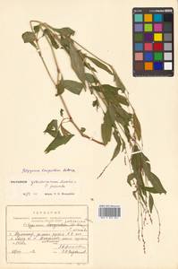 Persicaria longiseta (Bruijn) Kitag., Siberia, Russian Far East (S6) (Russia)