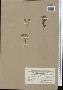 Valerianella cymbicarpa C. A. Mey., Middle Asia, Western Tian Shan & Karatau (M3) (Kazakhstan)