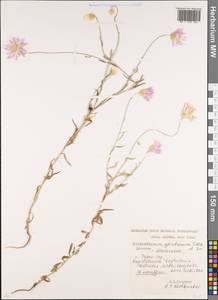 Xeranthemum cylindraceum Sibth. & Sm., Caucasus, Dagestan (K2) (Russia)