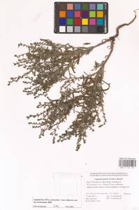 Lappula patula (Lehm.) Menyh., Eastern Europe, Lower Volga region (E9) (Russia)