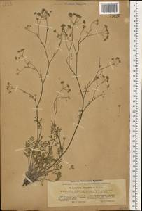 Pimpinella tragium Vill., Eastern Europe, North Ukrainian region (E11) (Ukraine)