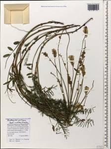 Onobrychis petraea (Willd.)Fisch., Caucasus, Stavropol Krai, Karachay-Cherkessia & Kabardino-Balkaria (K1b) (Russia)