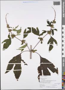 Ambrosia trifida L., Eastern Europe, Central forest region (E5) (Russia)