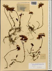 Phedimus spurius subsp. oppositifolius (Sims) L. Gallo, Caucasus, Dagestan (K2) (Russia)