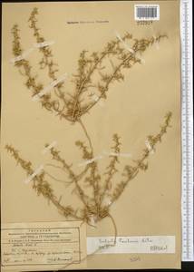 Salsola paulsenii Litv., Middle Asia, Northern & Central Tian Shan (M4) (Kyrgyzstan)