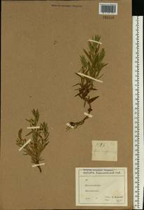 Gratiola officinalis L., Eastern Europe, North Ukrainian region (E11) (Ukraine)