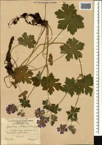 Geranium platypetalum Fisch. & C.A. Mey., Caucasus, South Ossetia (K4b) (South Ossetia)