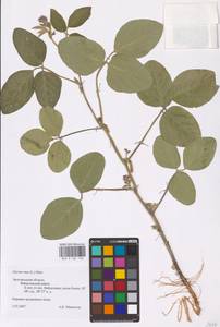 Glycine max (L.) Merr., Eastern Europe, Central forest-and-steppe region (E6) (Russia)