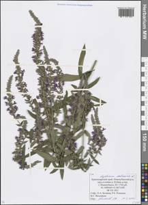 Lythrum salicaria L., Caucasus, Krasnodar Krai & Adygea (K1a) (Russia)