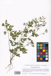 Chaerophyllum temulum L., Eastern Europe, Moscow region (E4a) (Russia)