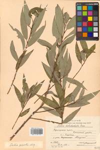 Salix pierotii Miq., Siberia, Russian Far East (S6) (Russia)
