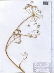 Kafirnigania hissarica (Korov.) R. Kam. & G.K. Kinzikaeva, Middle Asia, Pamir & Pamiro-Alai (M2) (Tajikistan)