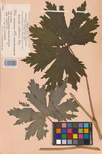 Aconitum lycoctonum subsp. moldavicum (Hacq.) Jalas, Eastern Europe (no precise locality) (E0)