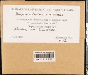 Drepanocladus aduncus (Hedw.) Warnst., Bryophytes, Bryophytes - Middle Russia (B6) (Russia)