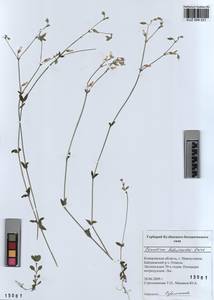 KUZ 004 531, Cerastium holosteoides Fries emend. Hyl., Siberia, Altai & Sayany Mountains (S2) (Russia)