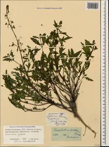 Scrophularia versicolor Boiss., Caucasus, North Ossetia, Ingushetia & Chechnya (K1c) (Russia)
