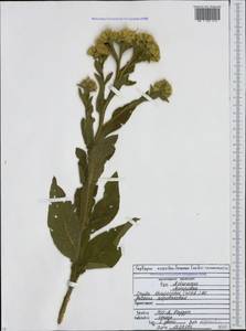 Inula thapsoides (M. Bieb.) Spreng., Caucasus, North Ossetia, Ingushetia & Chechnya (K1c) (Russia)